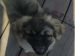 Tibetansk spaniel thumbs tibetansk spaniel kri kris odysseus odin 050